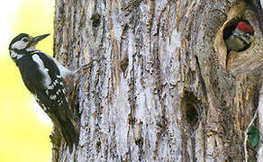 Great Spotted Woodpecker