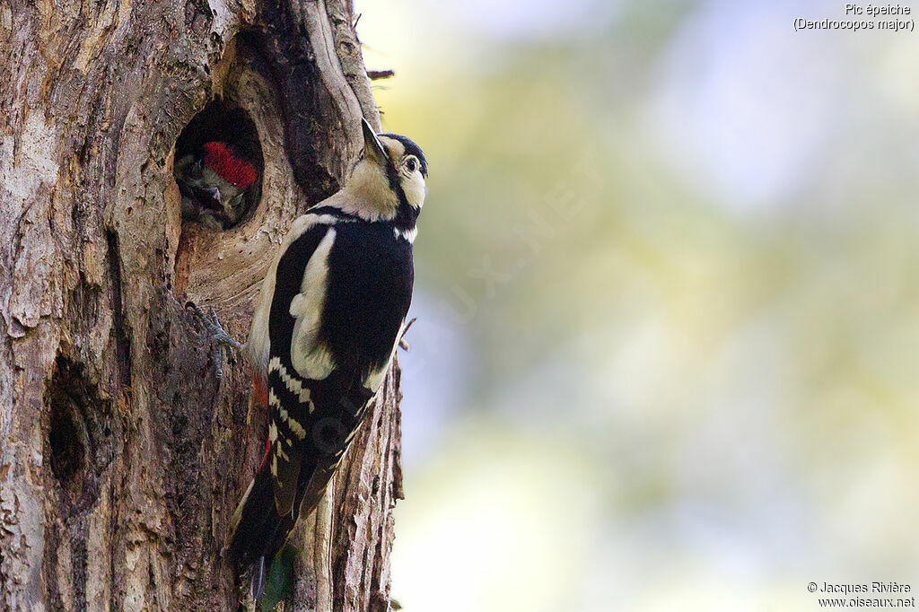 Great Spotted Woodpeckeradult breeding, Reproduction-nesting