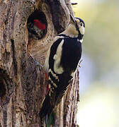 Great Spotted Woodpecker