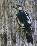 Great Spotted Woodpecker