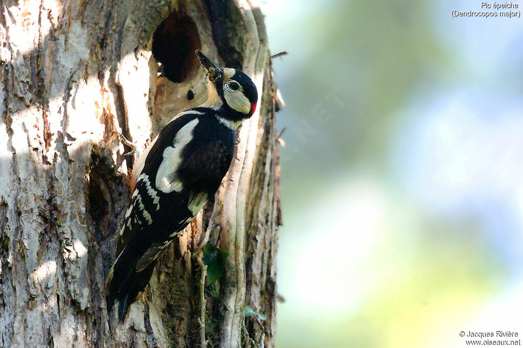 Great Spotted Woodpecker male adult breeding, identification, Reproduction-nesting