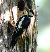 Great Spotted Woodpecker