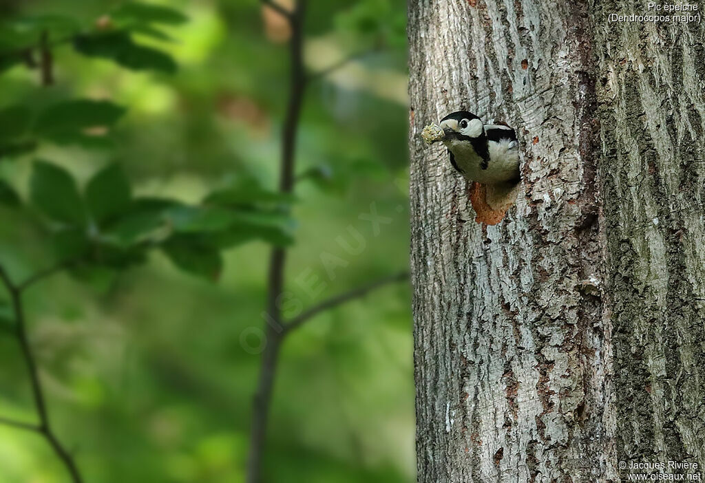 Great Spotted Woodpecker female adult breeding, Reproduction-nesting