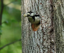 Great Spotted Woodpecker