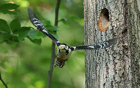 Great Spotted Woodpecker