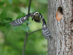 Great Spotted Woodpecker