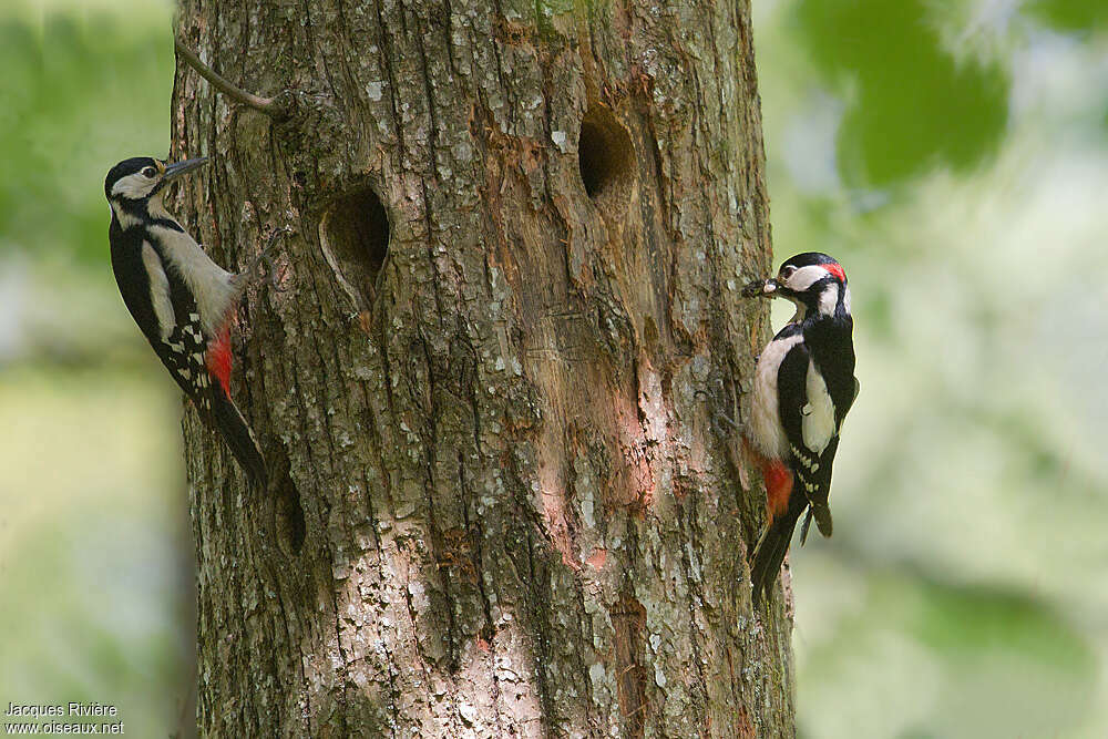 Great Spotted Woodpeckeradult breeding, Reproduction-nesting