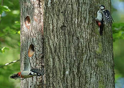 Great Spotted Woodpecker