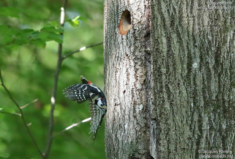 Great Spotted Woodpecker male adult breeding, Flight