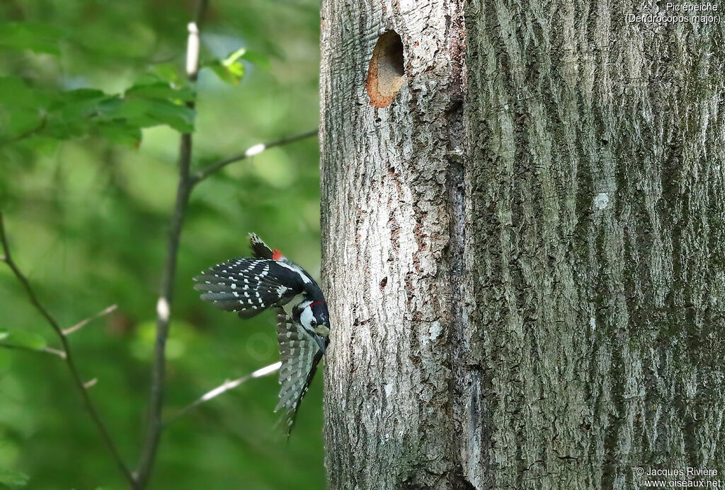 Great Spotted Woodpecker male adult breeding, Flight