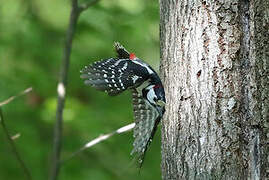 Great Spotted Woodpecker