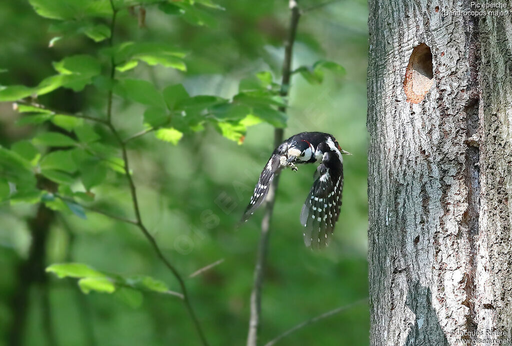 Great Spotted Woodpecker male adult breeding, Flight