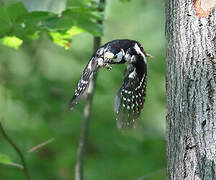 Great Spotted Woodpecker