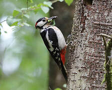 Great Spotted Woodpecker