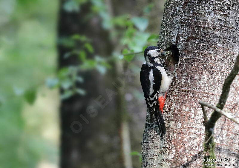 Great Spotted Woodpecker female adult, identification, Reproduction-nesting