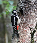 Great Spotted Woodpecker