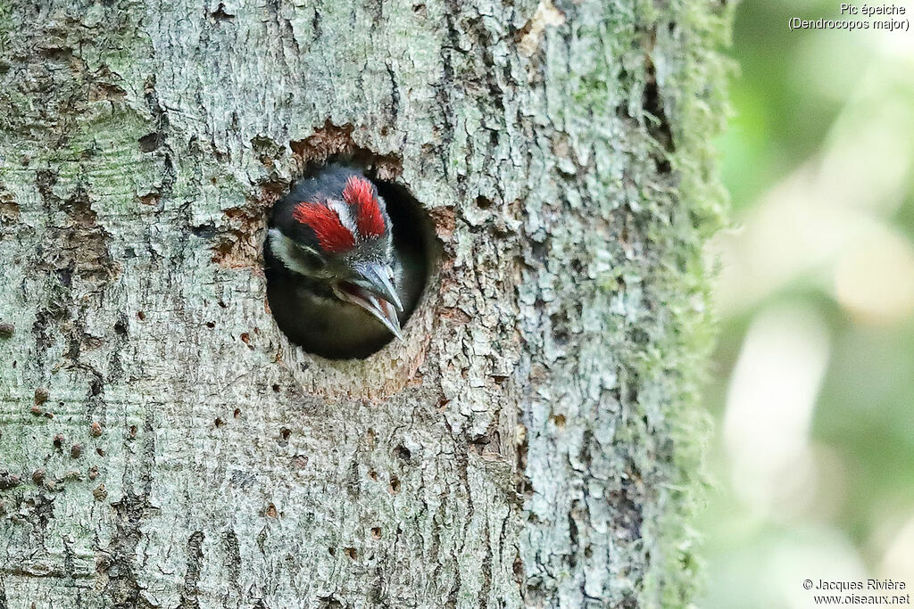 Great Spotted Woodpeckerjuvenile, Reproduction-nesting