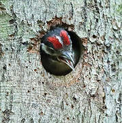 Great Spotted Woodpecker