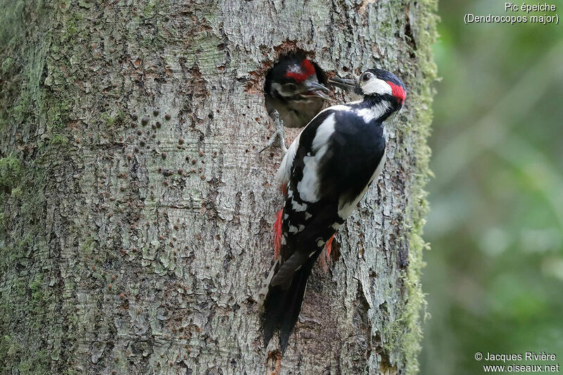 Great Spotted Woodpecker male adult breeding, identification, Reproduction-nesting