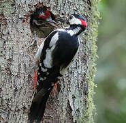 Great Spotted Woodpecker