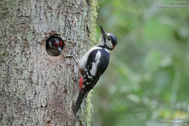 Great Spotted Woodpecker male adult, identification, Reproduction-nesting