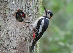 Great Spotted Woodpecker