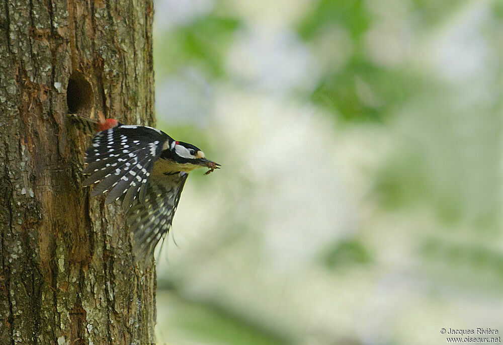 Great Spotted Woodpecker male adult breeding, Reproduction-nesting