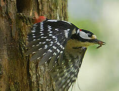 Great Spotted Woodpecker