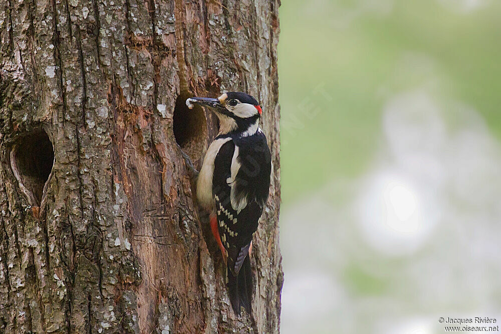 Great Spotted Woodpecker male adult breeding, Reproduction-nesting