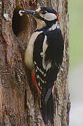 Great Spotted Woodpecker