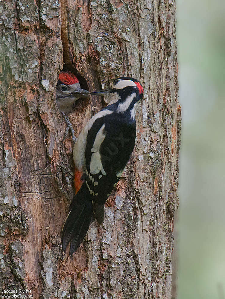 Great Spotted Woodpecker, Reproduction-nesting