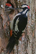 Great Spotted Woodpecker