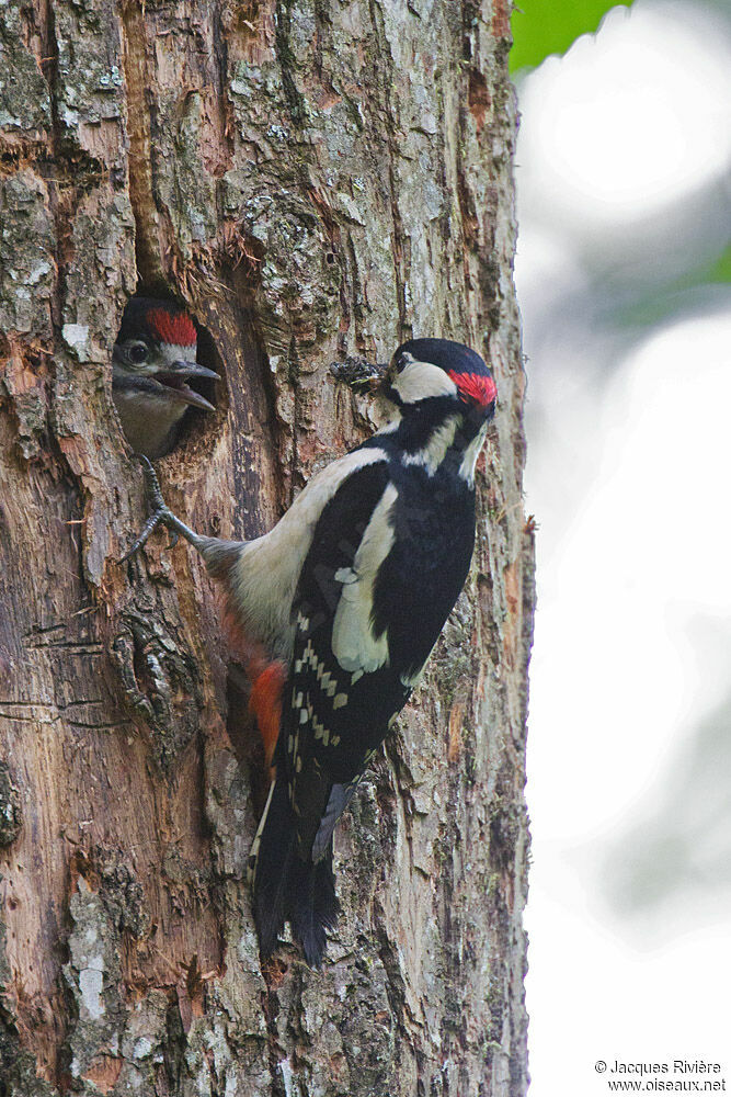 Great Spotted Woodpecker male adult breeding, Reproduction-nesting