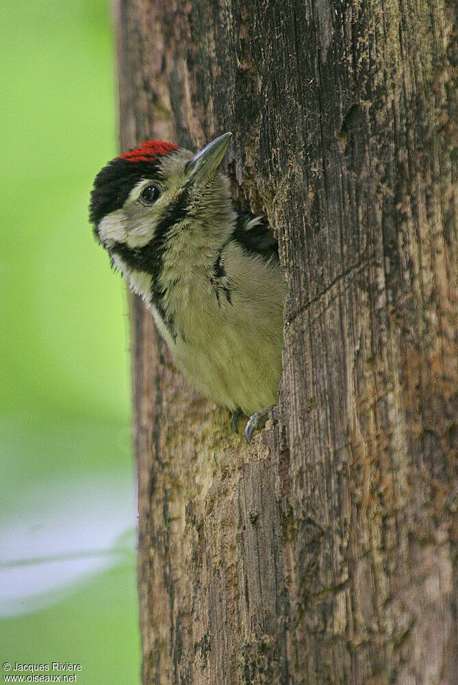 Great Spotted Woodpeckerjuvenile, Reproduction-nesting