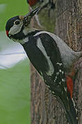 Great Spotted Woodpecker