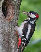 Great Spotted Woodpecker