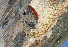 Lesser Spotted Woodpecker