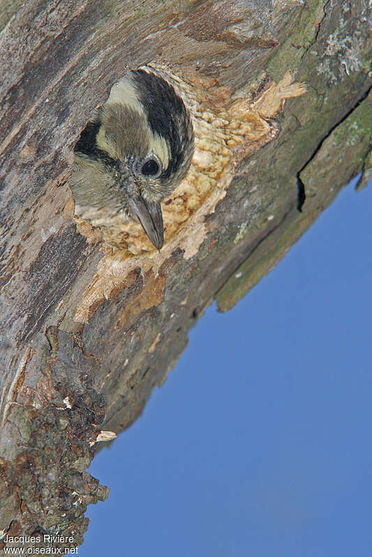 Lesser Spotted Woodpecker female juvenile, identification, Reproduction-nesting