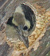 Lesser Spotted Woodpecker