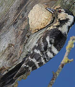 Lesser Spotted Woodpecker