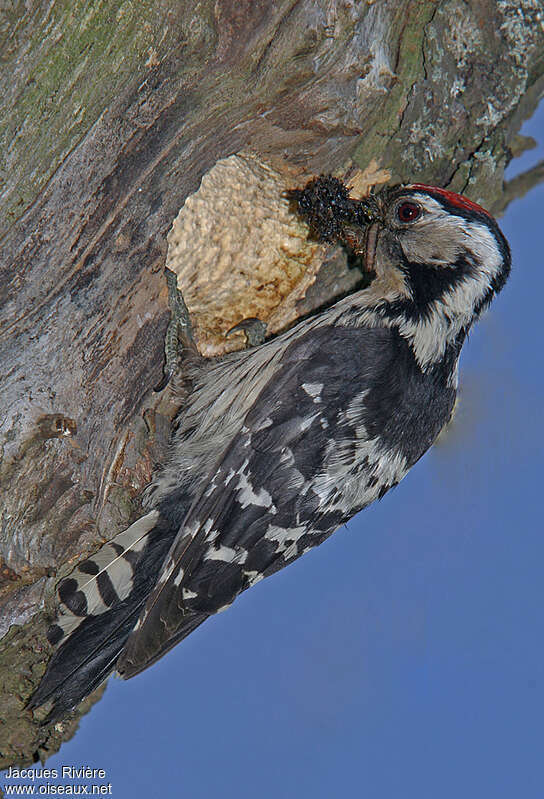 Lesser Spotted Woodpecker male adult breeding, feeding habits, Reproduction-nesting
