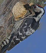 Lesser Spotted Woodpecker