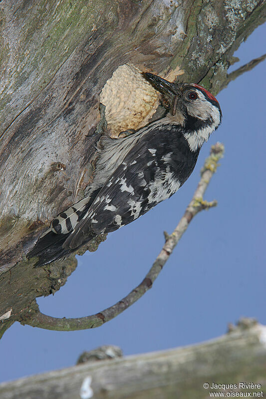 Lesser Spotted Woodpecker male adult breeding, Reproduction-nesting