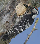 Lesser Spotted Woodpecker