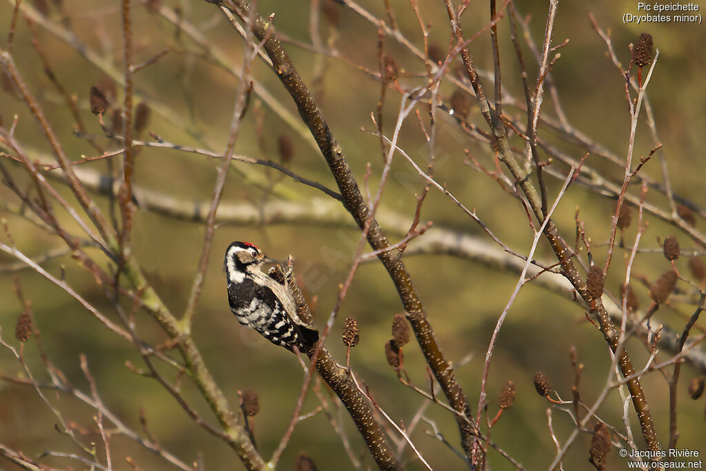 Lesser Spotted Woodpecker male adult breeding, identification