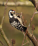 Lesser Spotted Woodpecker