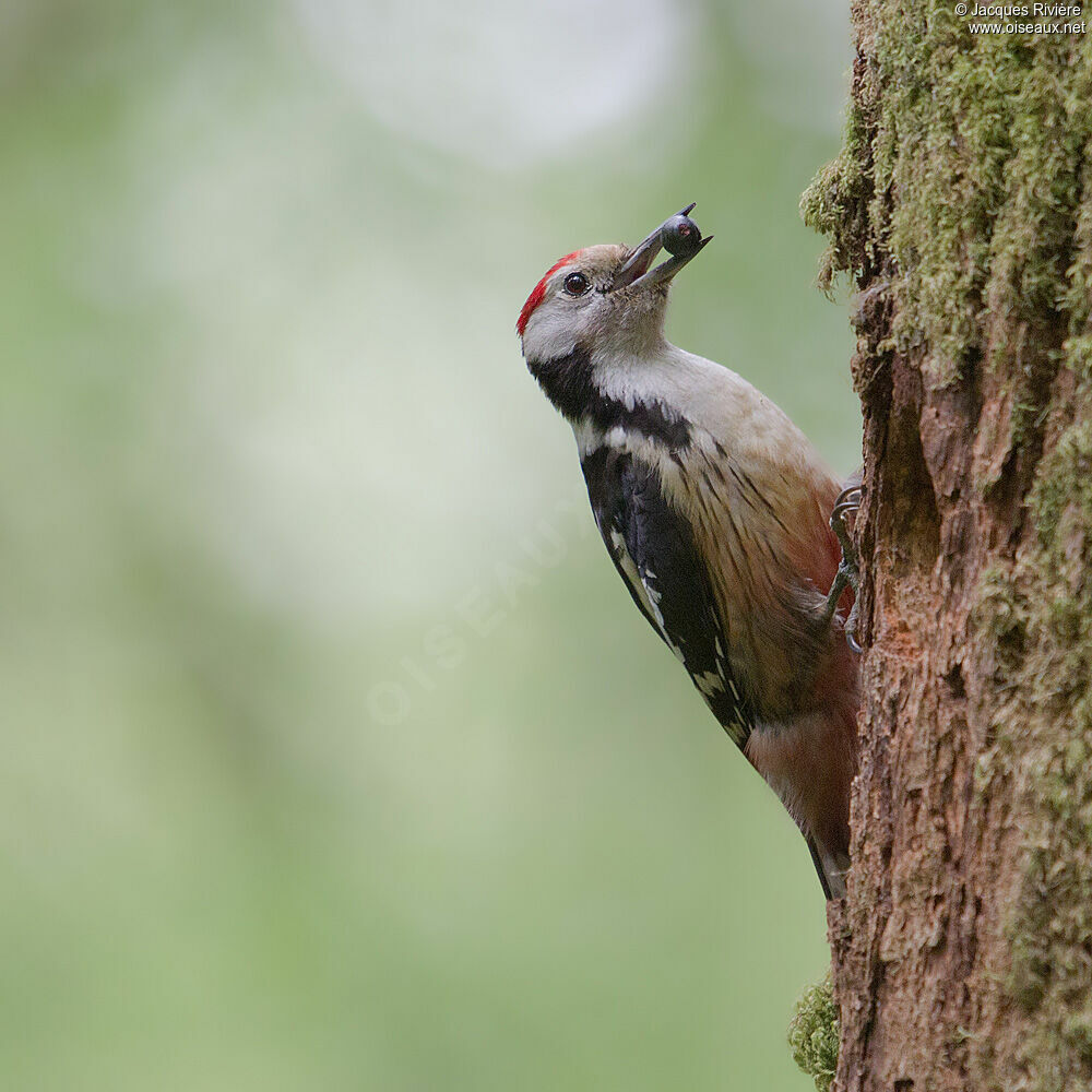 Middle Spotted Woodpeckeradult breeding, Reproduction-nesting