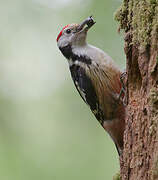 Middle Spotted Woodpecker