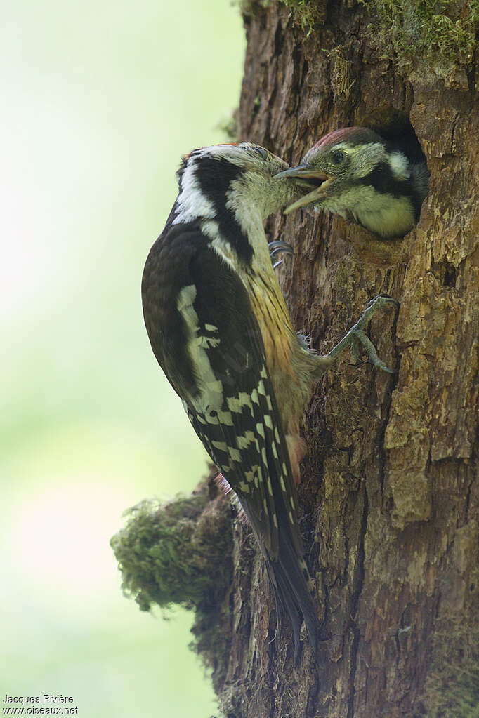 Middle Spotted Woodpeckerjuvenile, close-up portrait, Reproduction-nesting