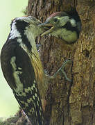 Middle Spotted Woodpecker